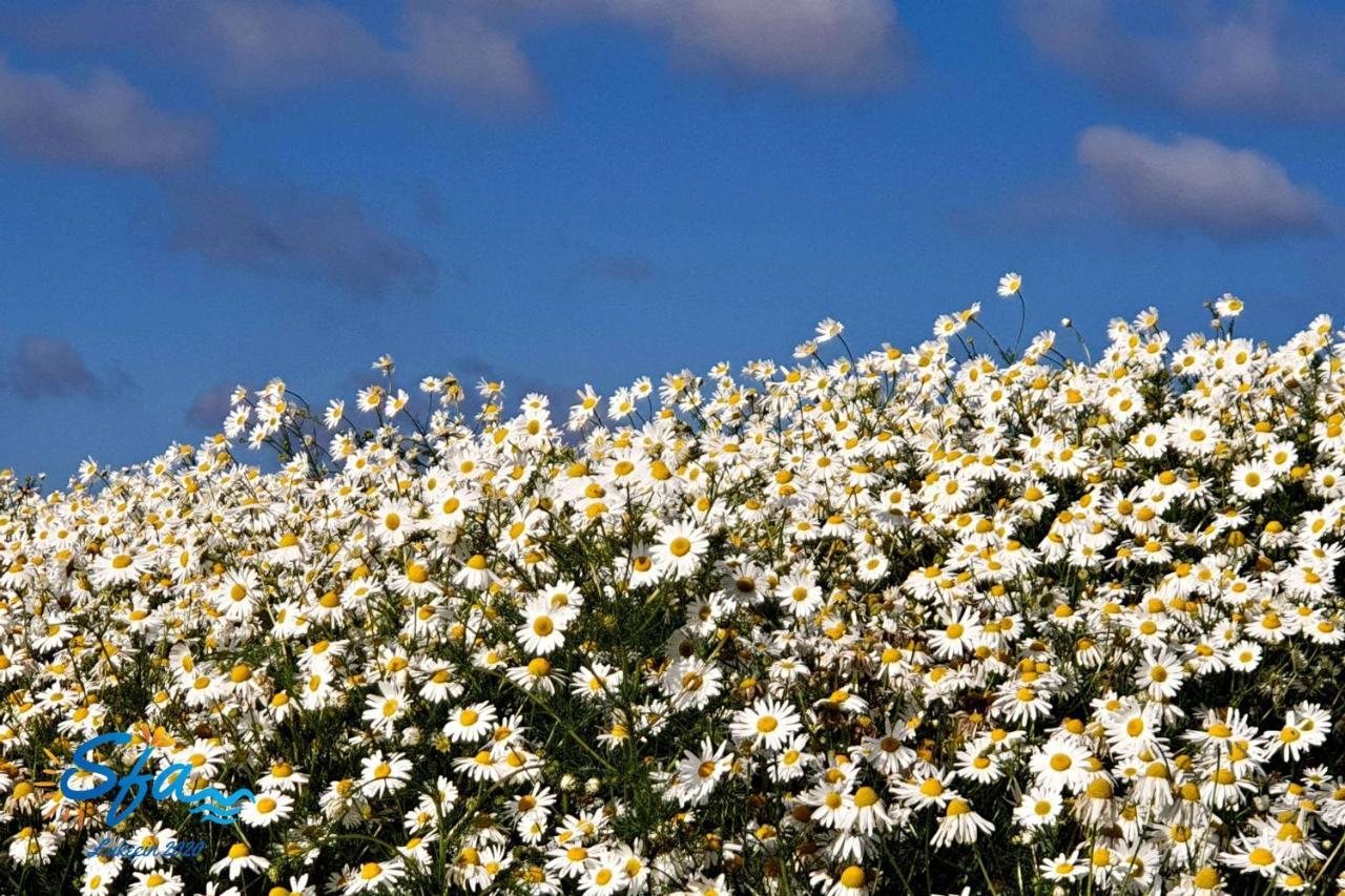 Daisy - Sunny Flowers Apartments Lukecin Exterior foto